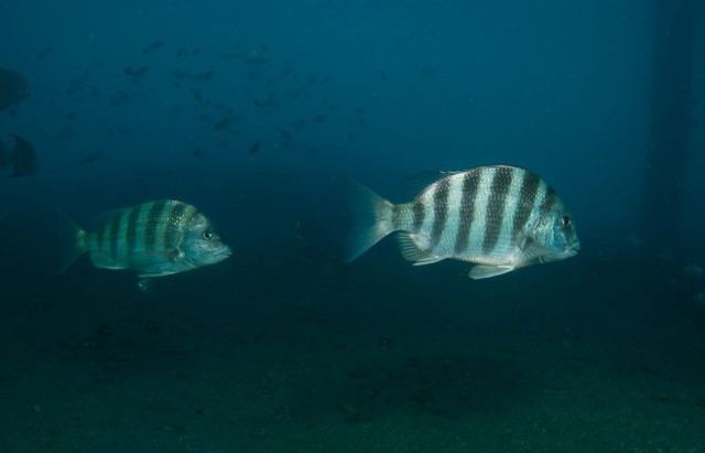 The best ways to use underwater fishing cameras | Westin Fishing